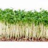 Tuinkers 100gr