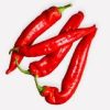Puntpaprika Rood