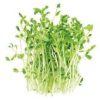 Scheuten Erwten / Asperge 100gr 99912