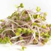 China Rose Scheuten 100gr 34053